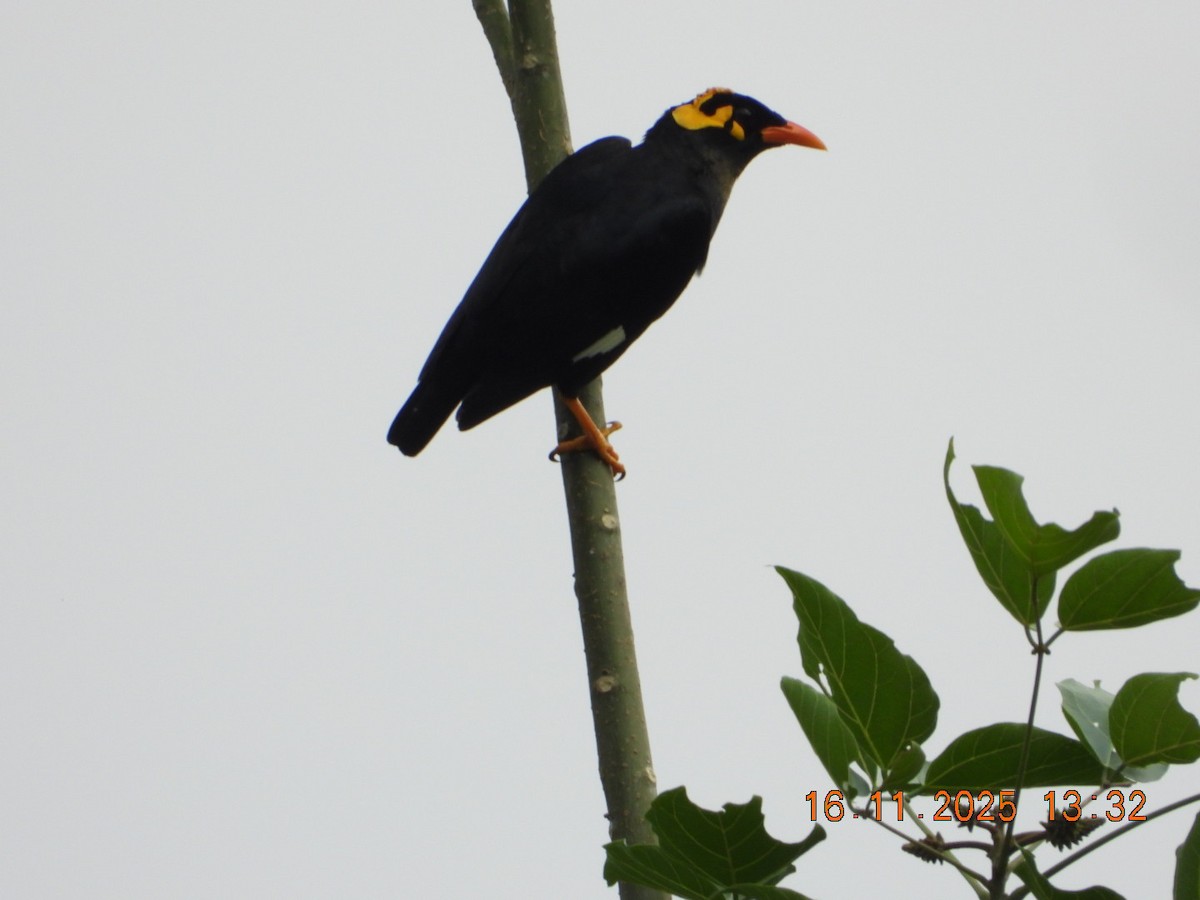 Индийская майна - ML645420977