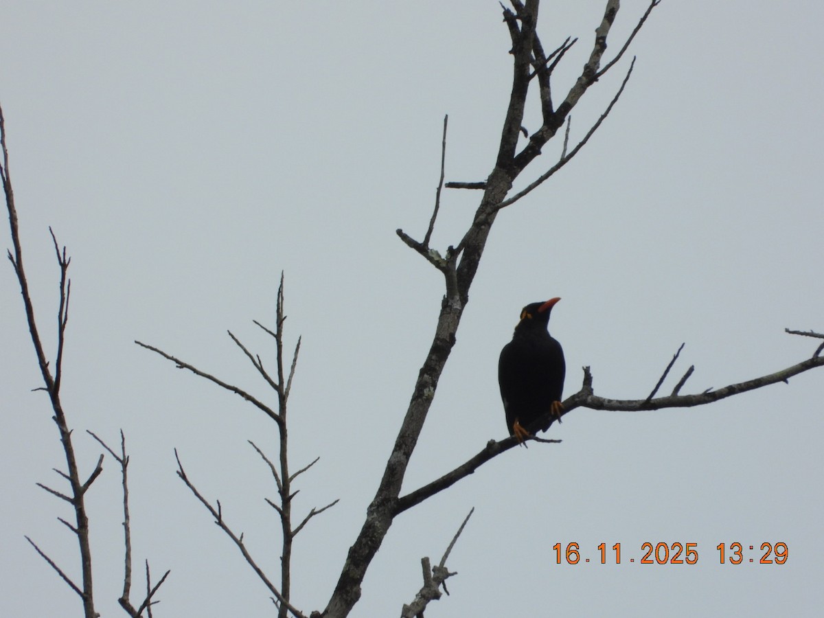 Индийская майна - ML645420978