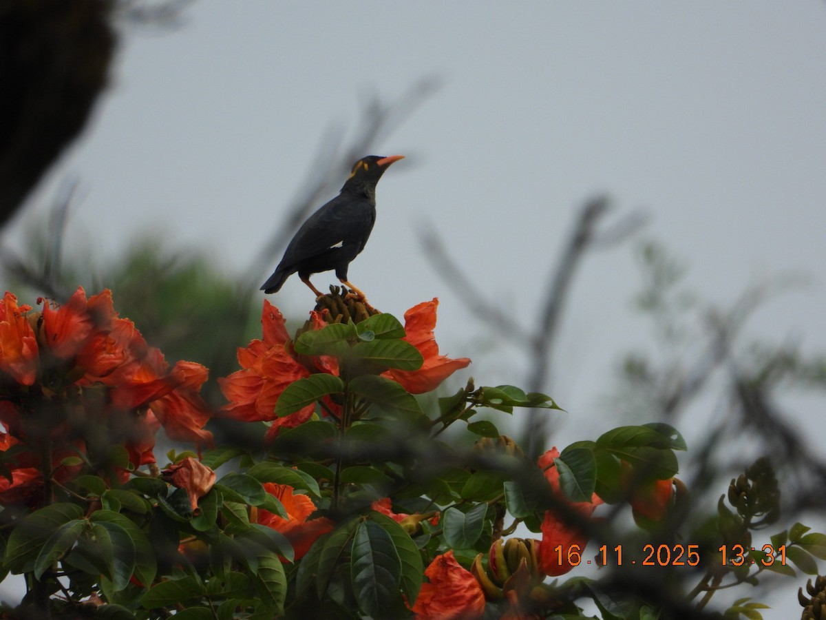 Индийская майна - ML645420979