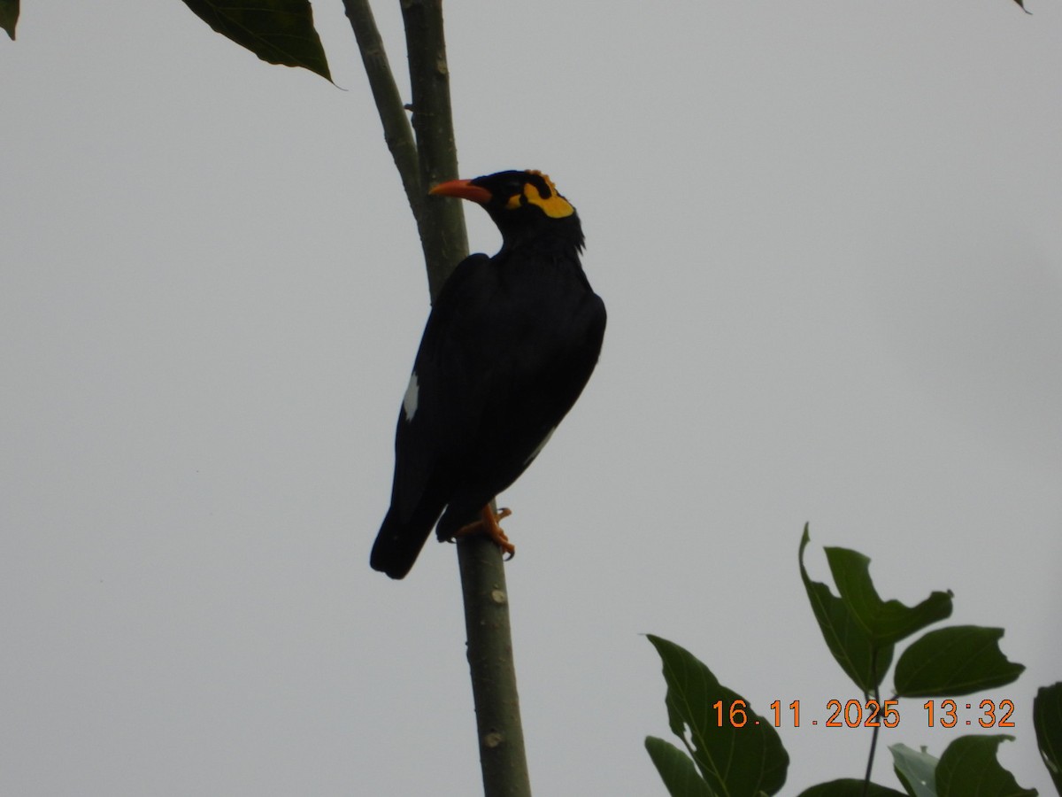 Индийская майна - ML645420980