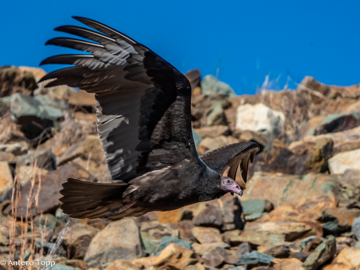 Turkey Vulture - ML645420984