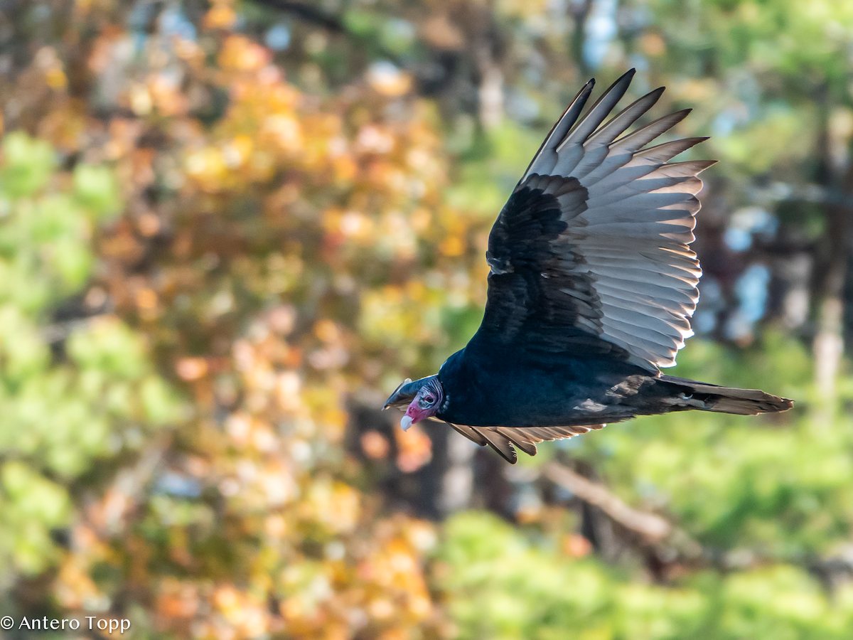 Turkey Vulture - ML645420985