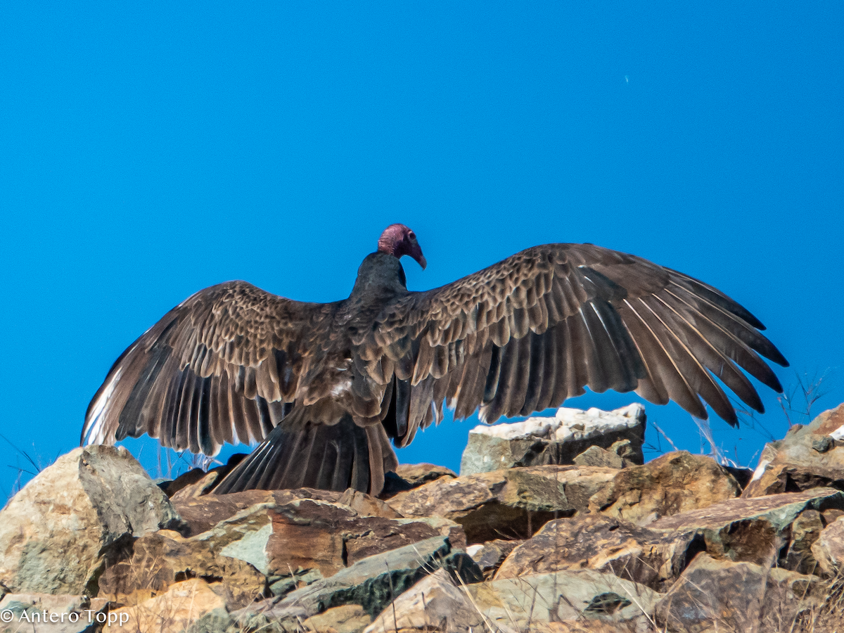 Turkey Vulture - ML645420986