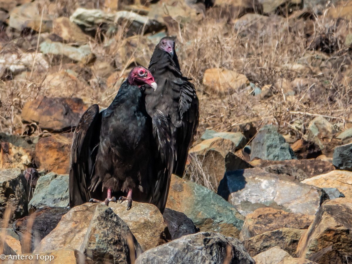 Turkey Vulture - ML645420987