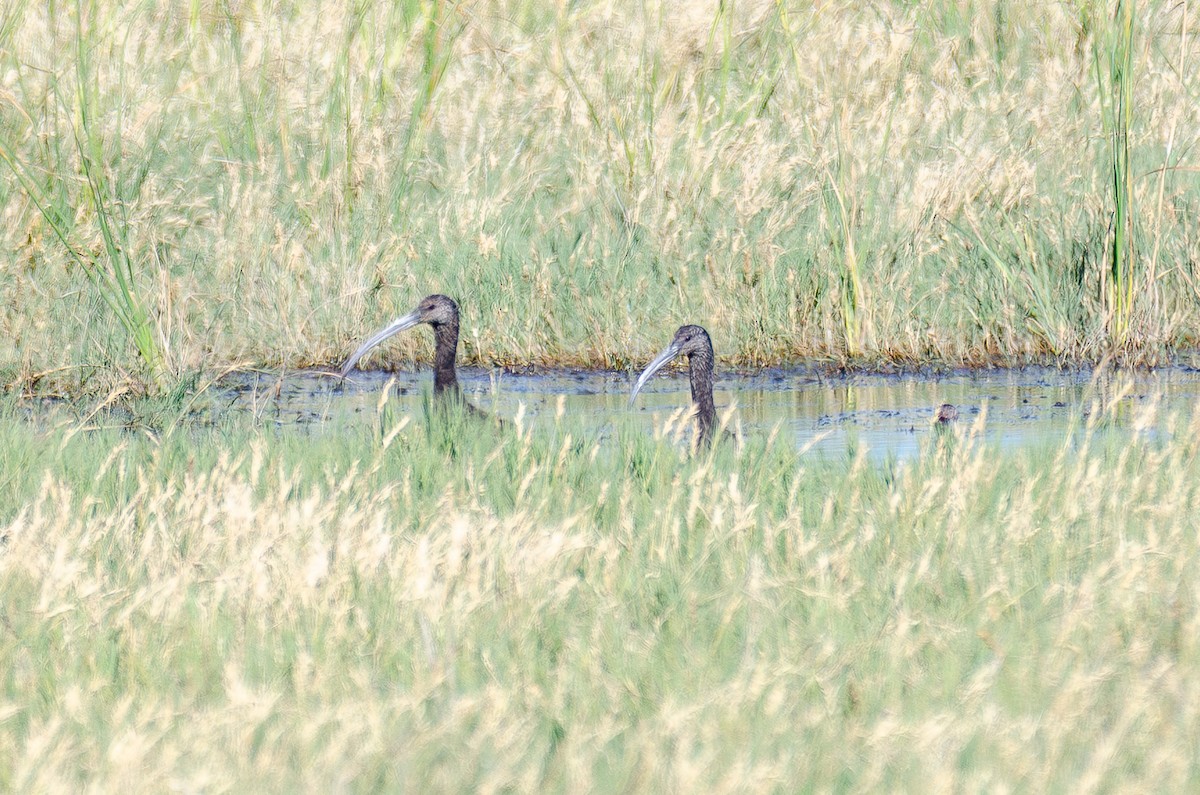 Beltzaran musuzuria - ML645420990