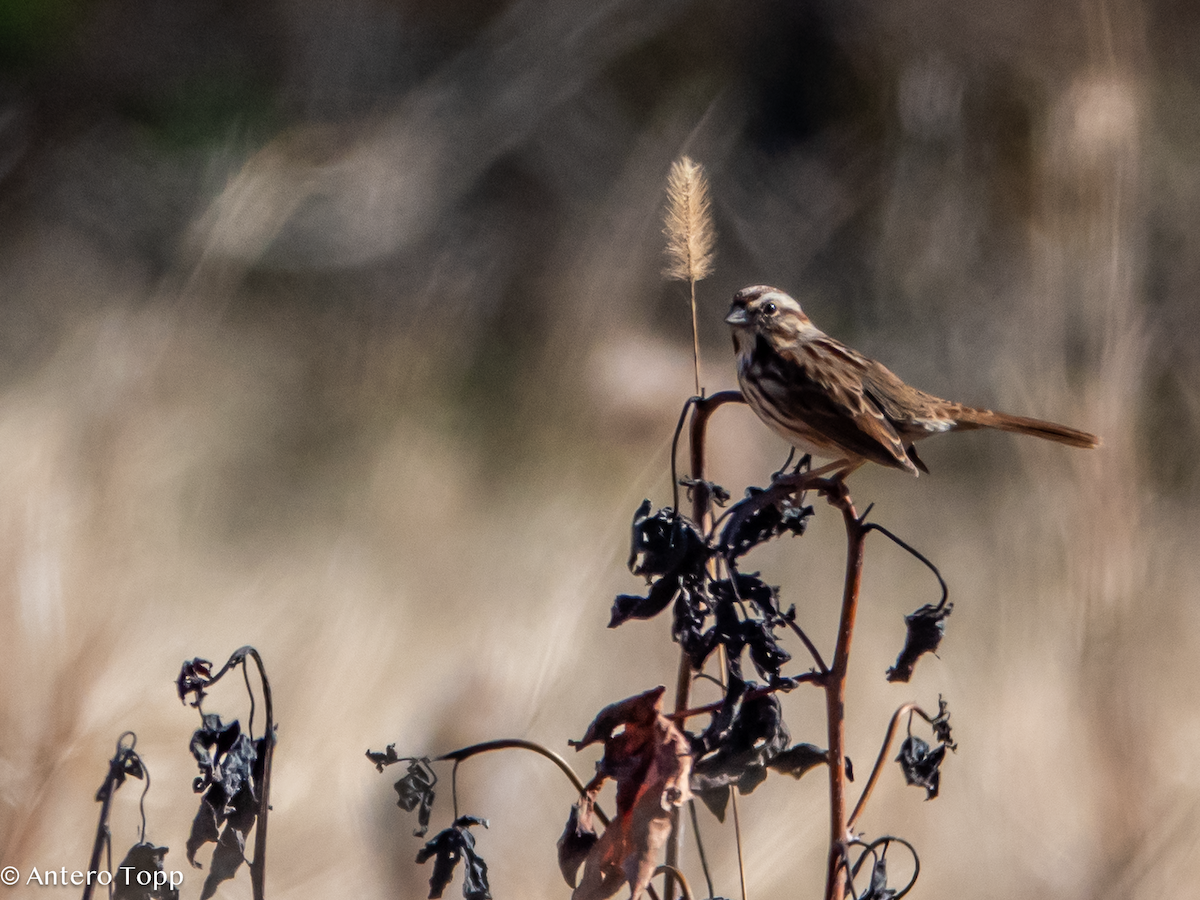 Song Sparrow - ML645421000