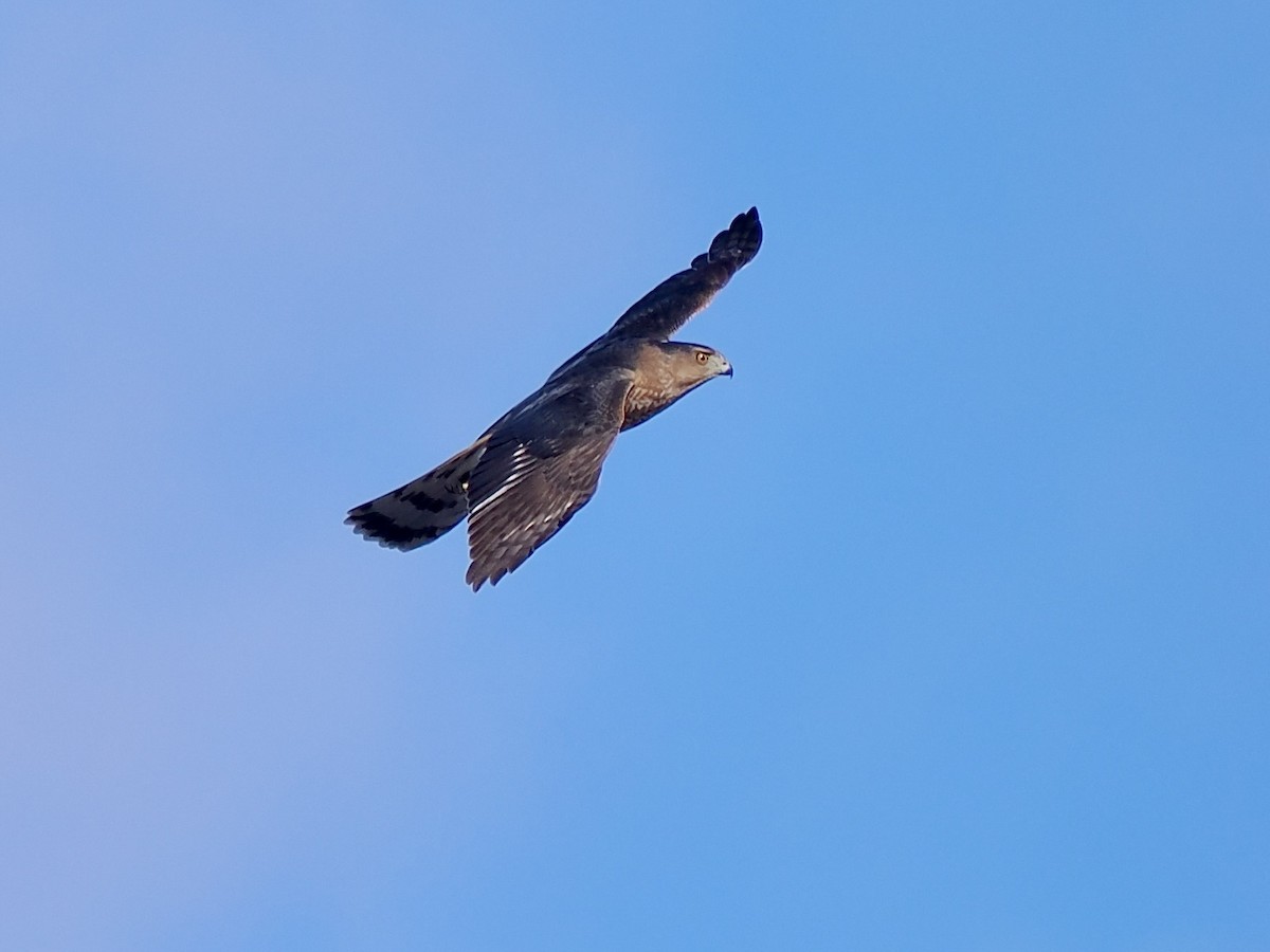 Cooper's Hawk - ML645421008