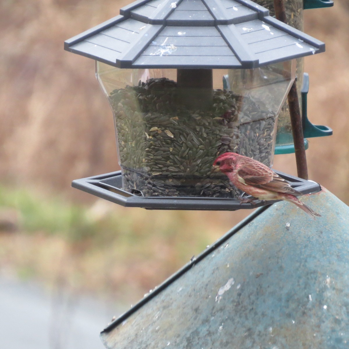 Purple Finch - ML645421020
