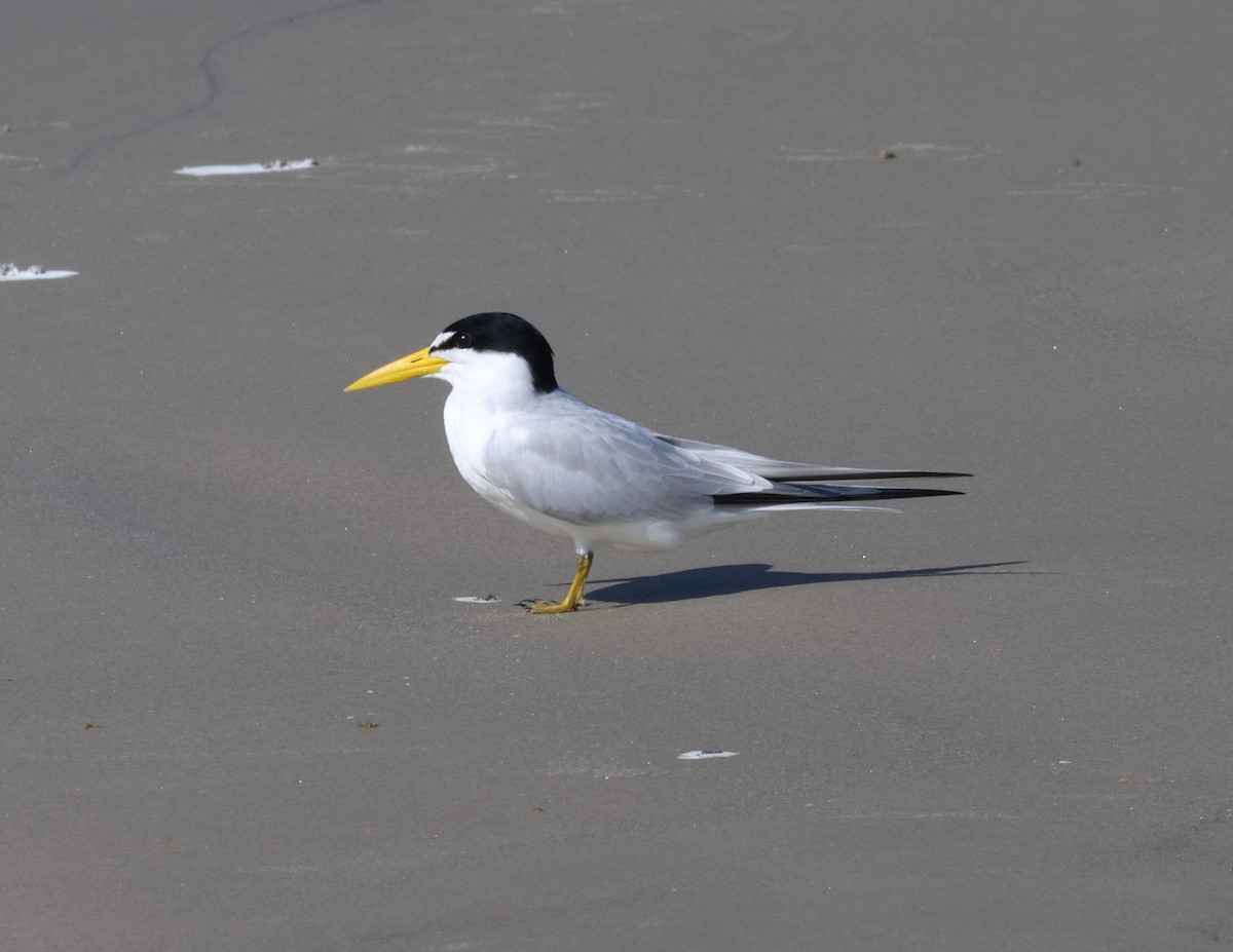 Амазонская крачка - ML645421023