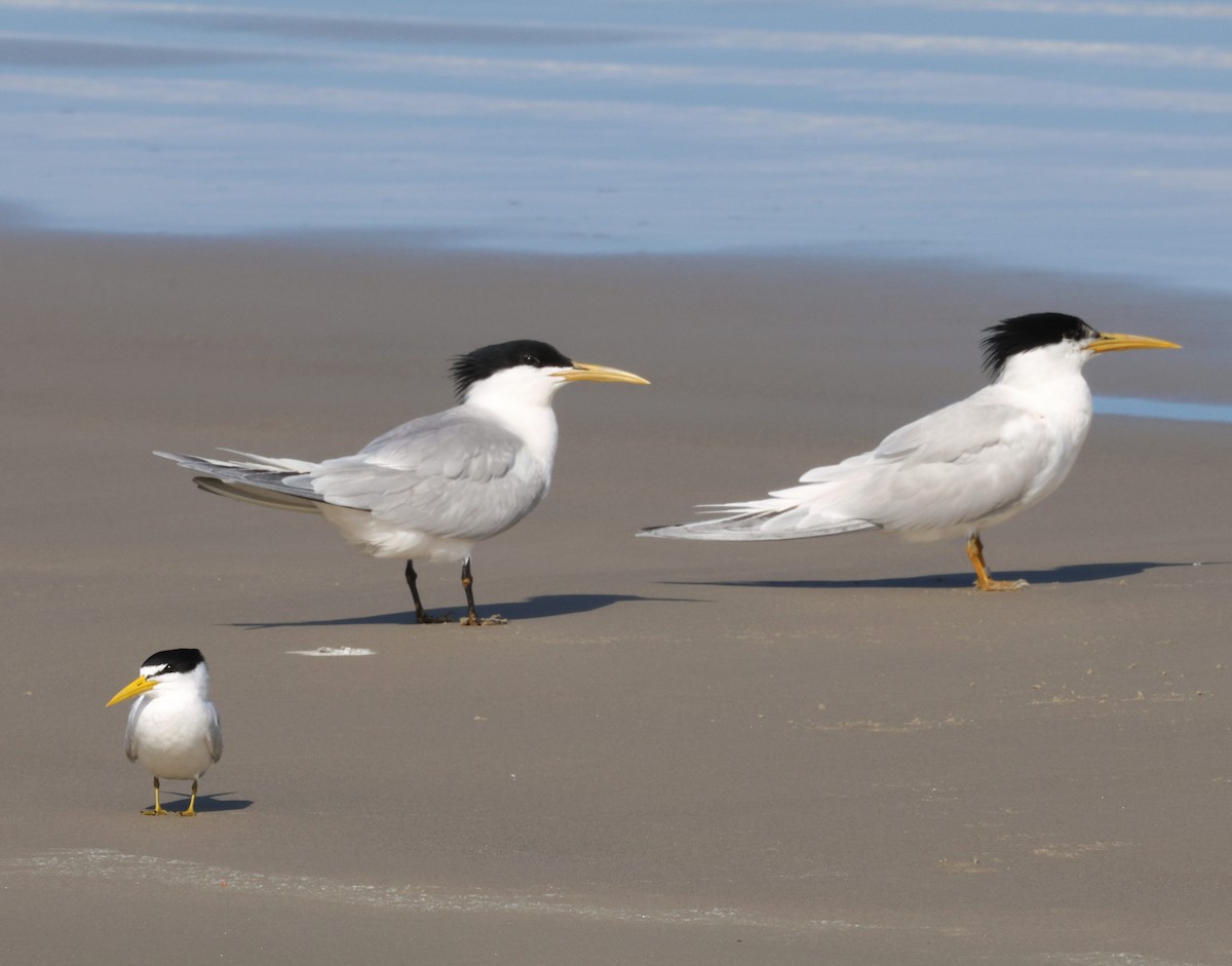 Амазонская крачка - ML645421025