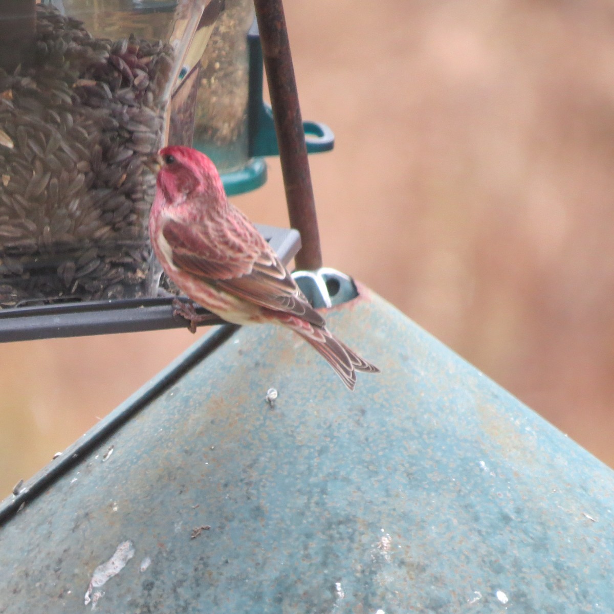 Purple Finch - ML645421028