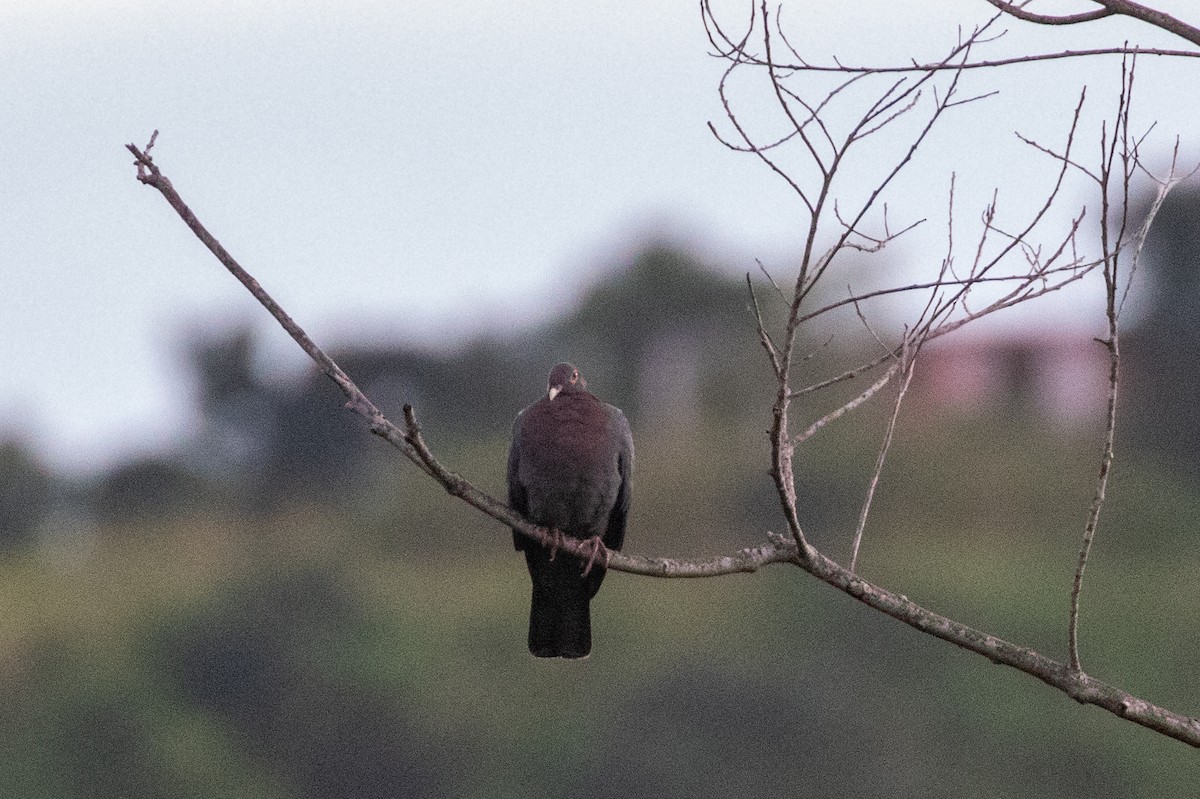 Scaly-naped Pigeon - ML645421030