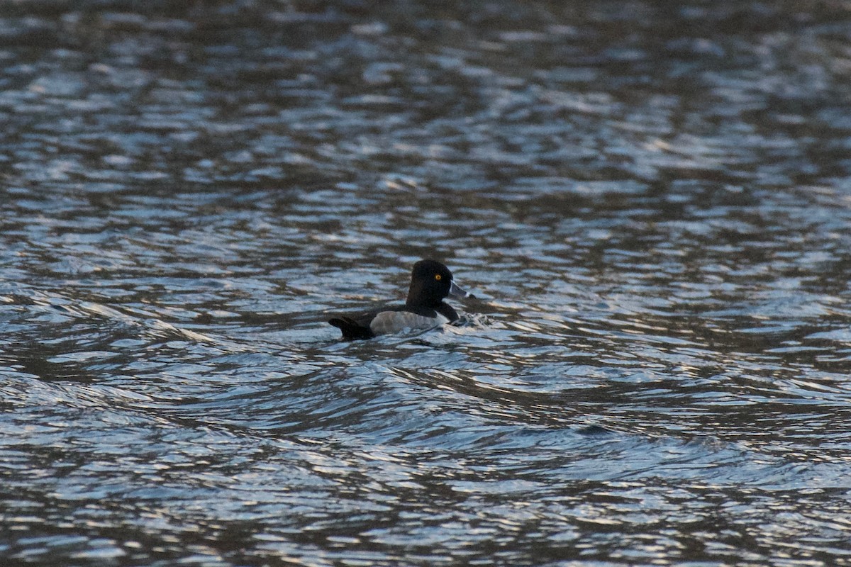 Ring-necked Duck - ML645421031