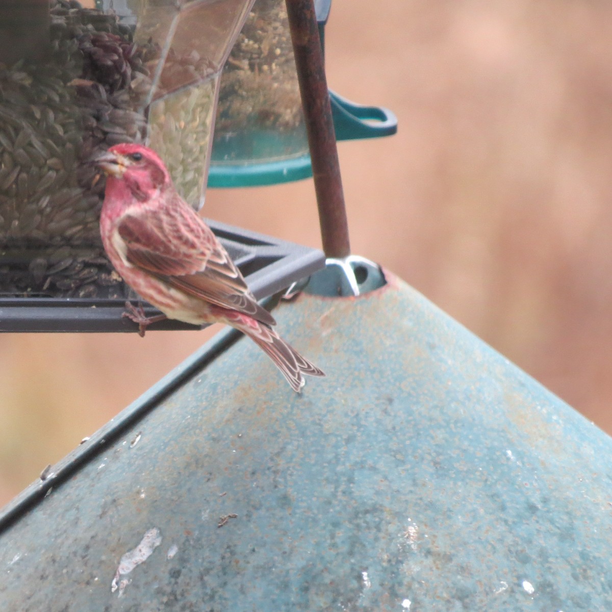 Purple Finch - ML645421035