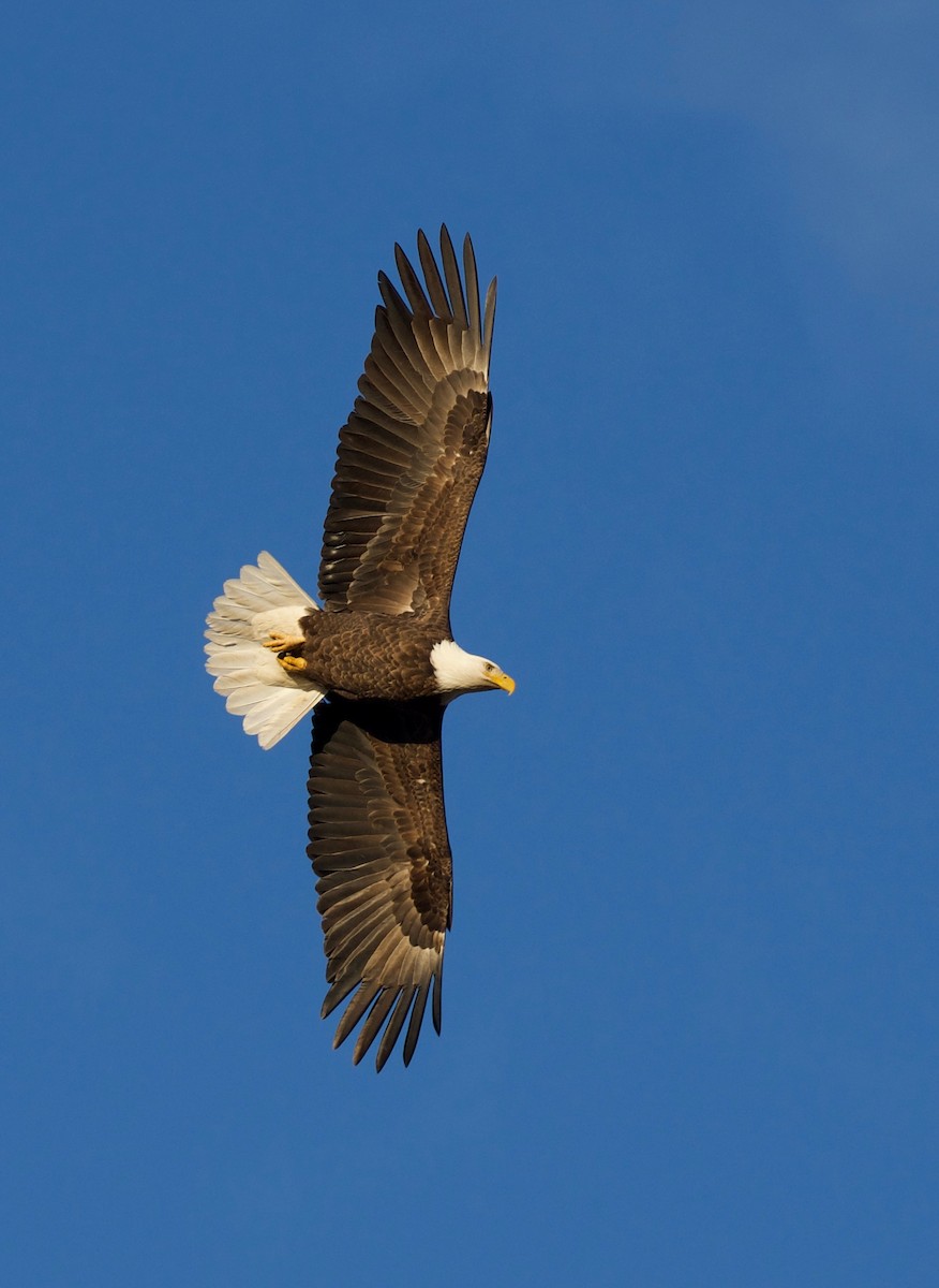 Bald Eagle - ML645421037