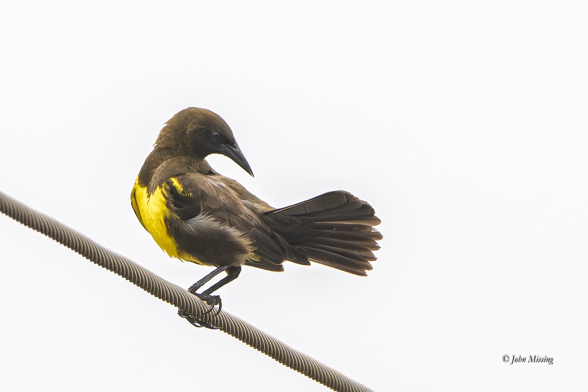 Brown-and-yellow Marshbird - ML645421040