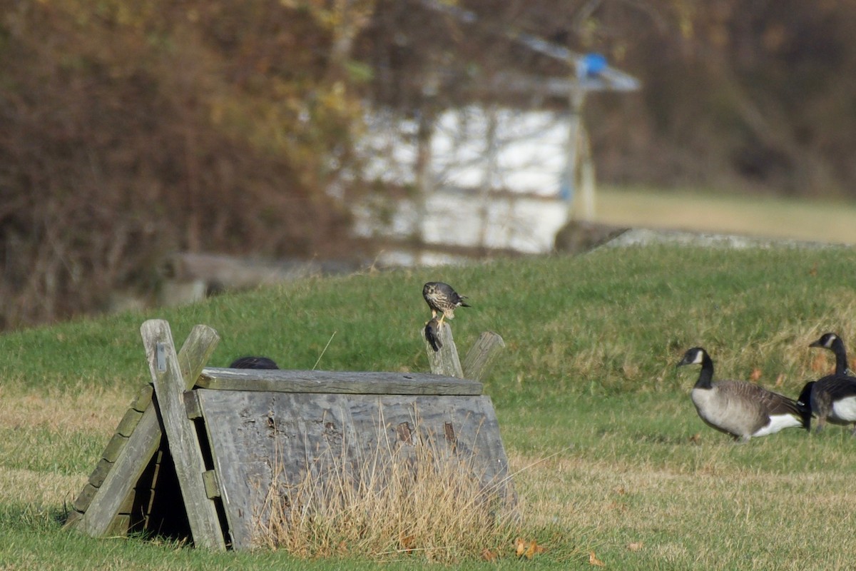 Merlin - ML645421045