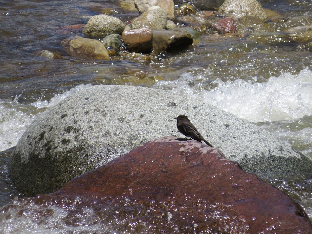 Black Phoebe - ML645421047