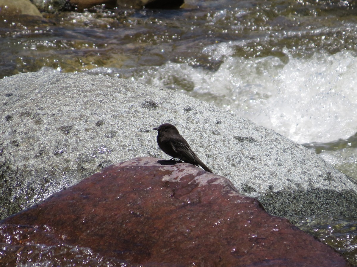 Black Phoebe - ML645421048