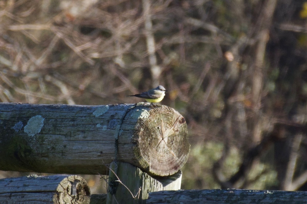 Western Kingbird - ML645421051