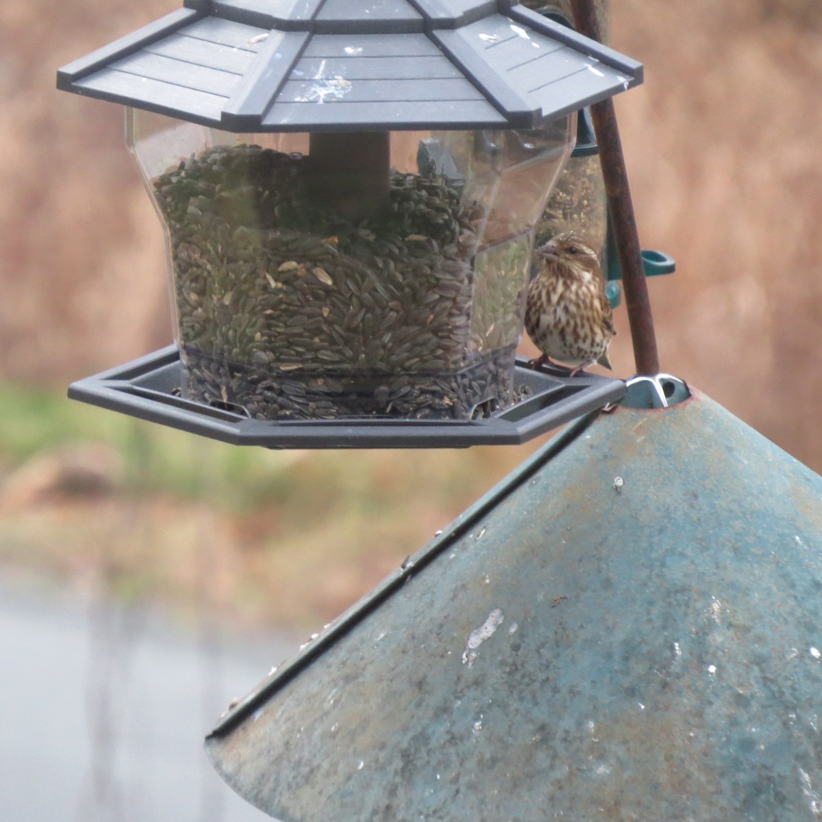 Purple Finch - ML645421053