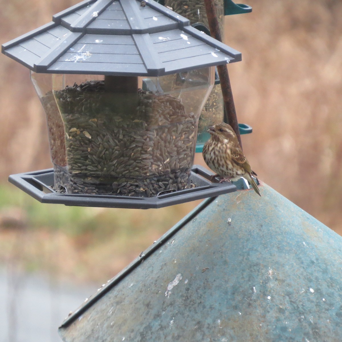 Purple Finch - ML645421063