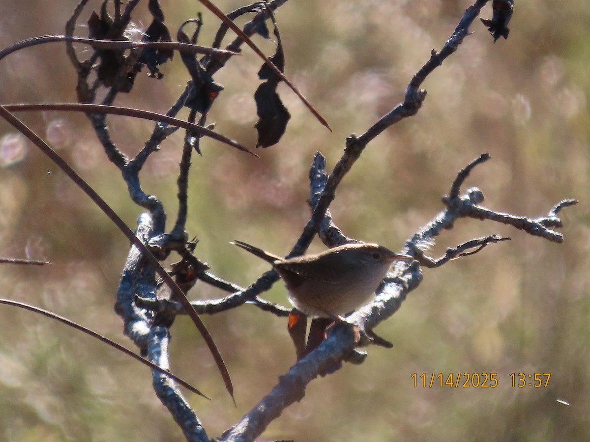 Northern House Wren - ML645421064