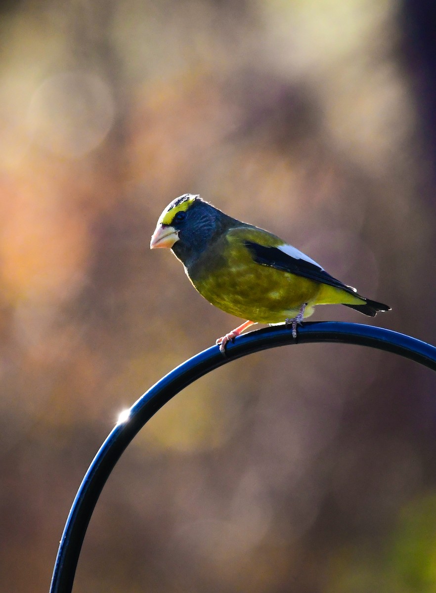 Evening Grosbeak - ML645421065