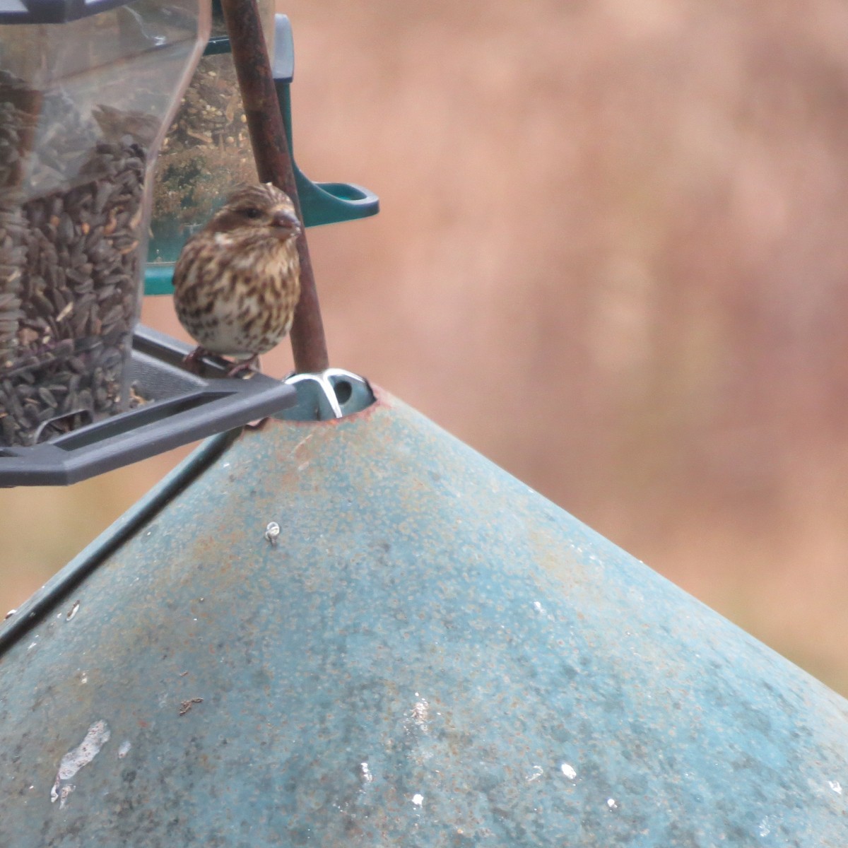 Purple Finch - ML645421068