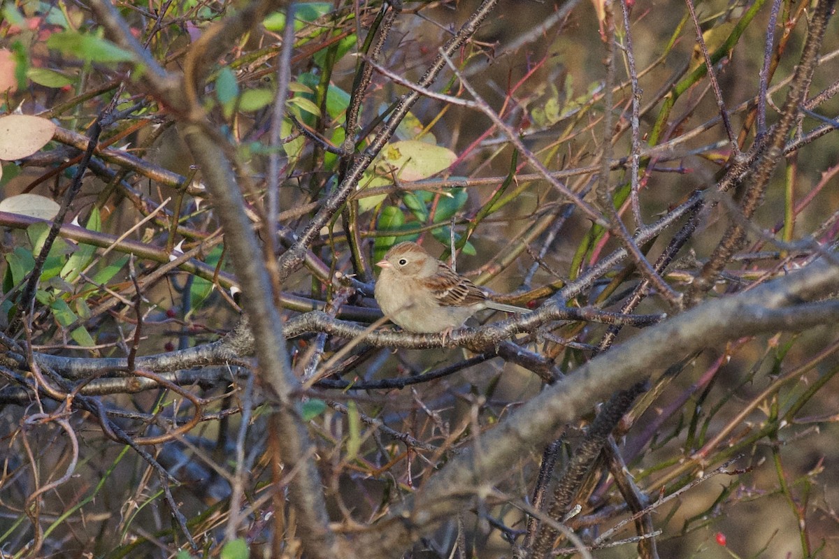 Field Sparrow - ML645421074