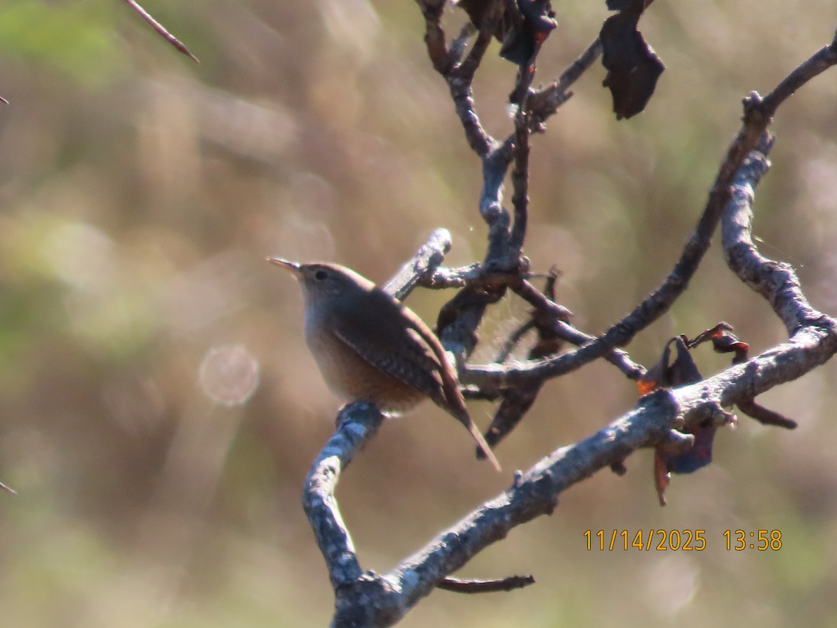Northern House Wren - ML645421078