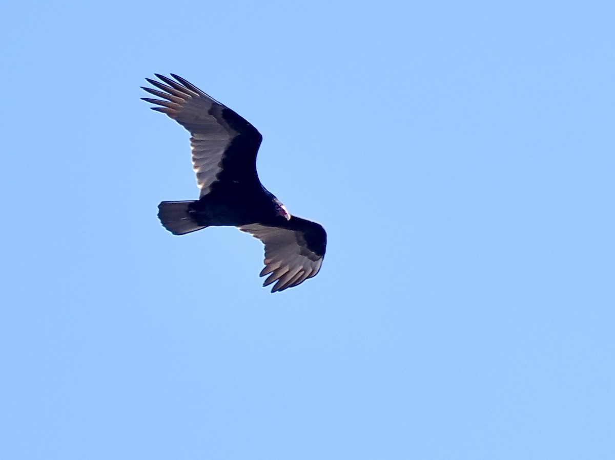 Turkey Vulture - ML645421080