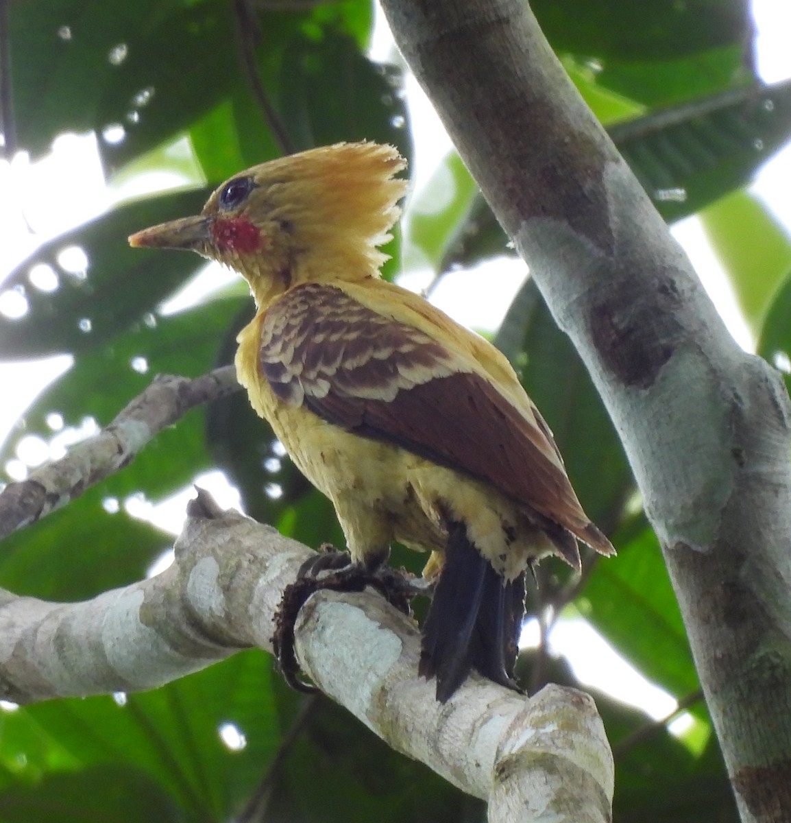 Cream-colored Woodpecker - ML645421082