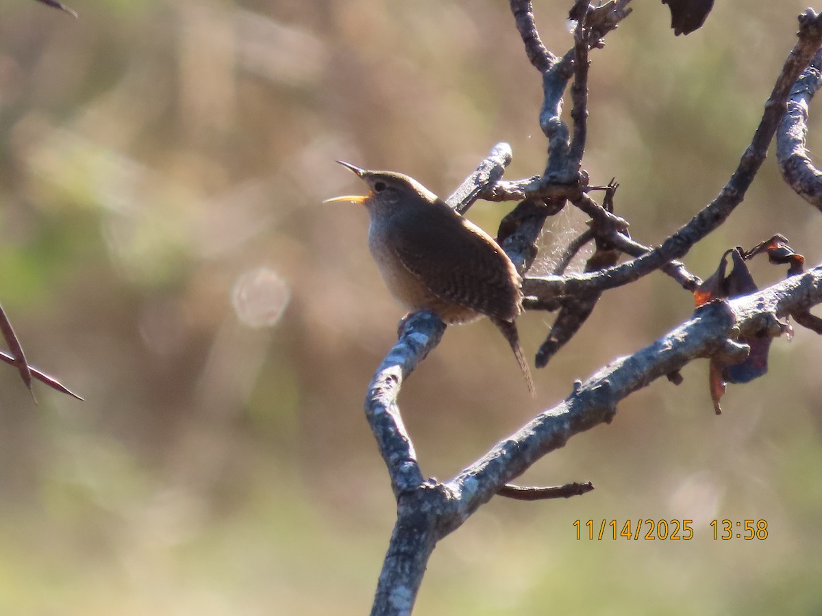 Northern House Wren - ML645421084