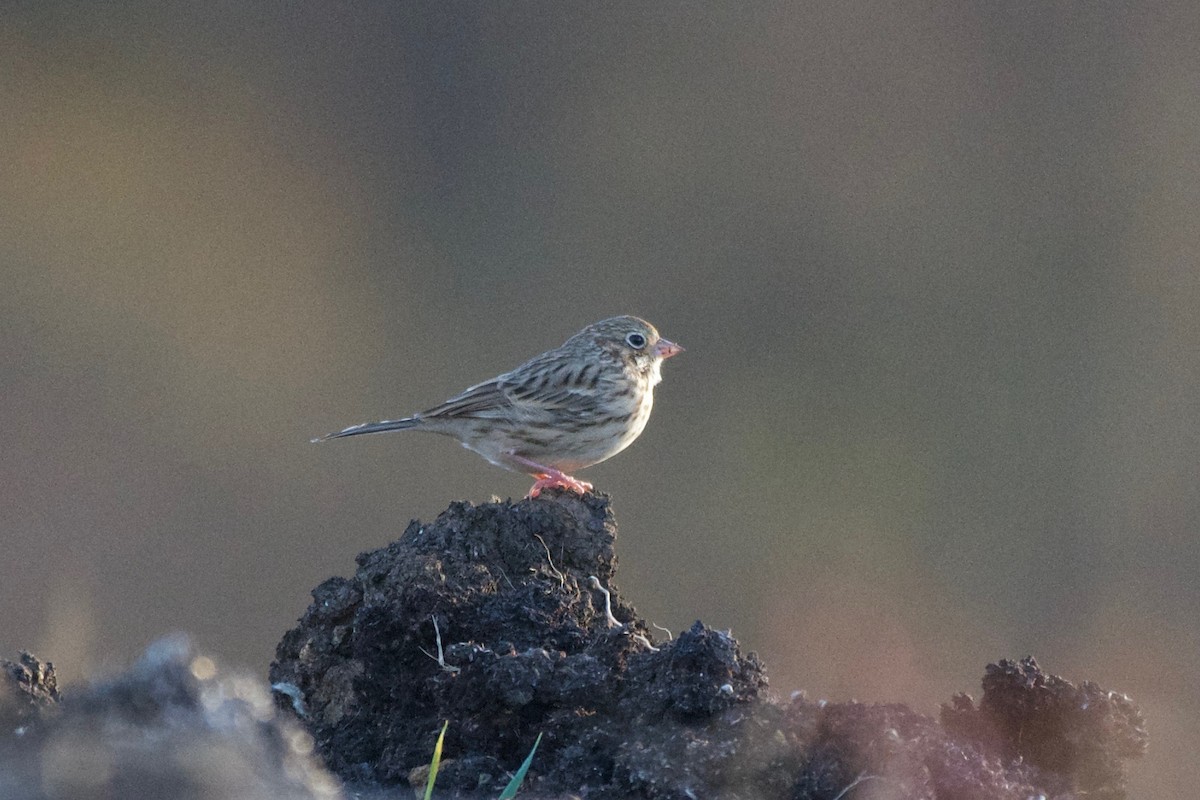 Vesper Sparrow - ML645421086