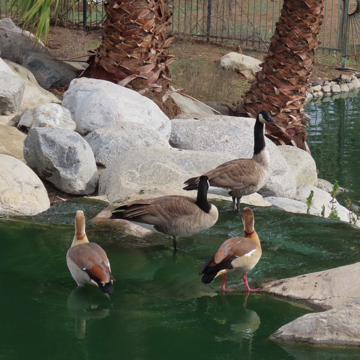 Canada Goose - ML645421090