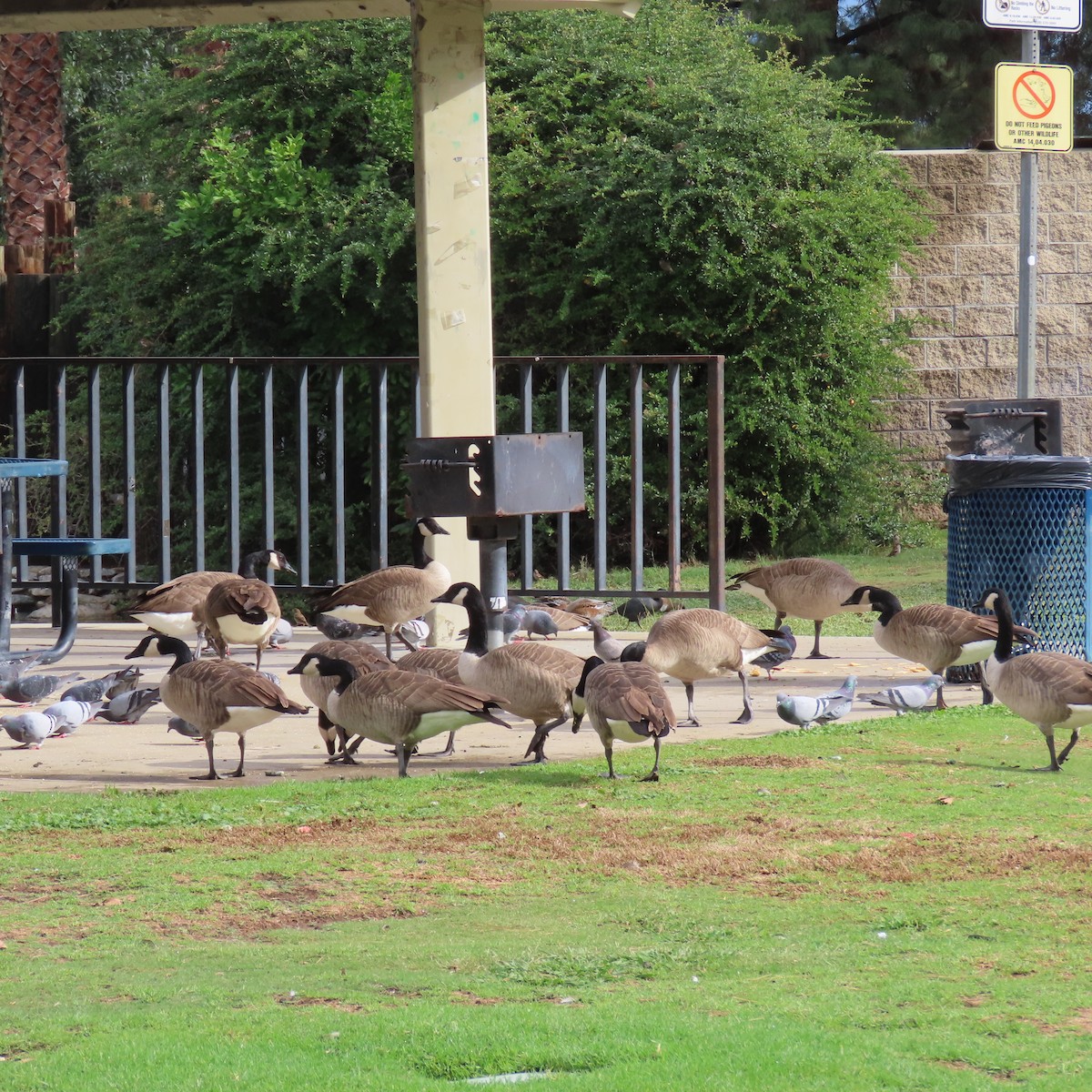Canada Goose - ML645421091