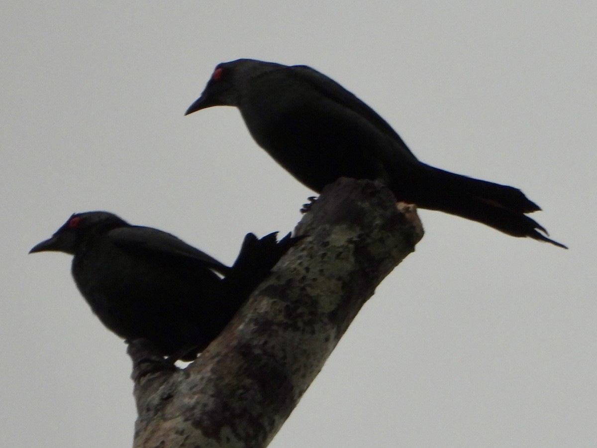 Metallic Starling (Metallic) - ML645421092