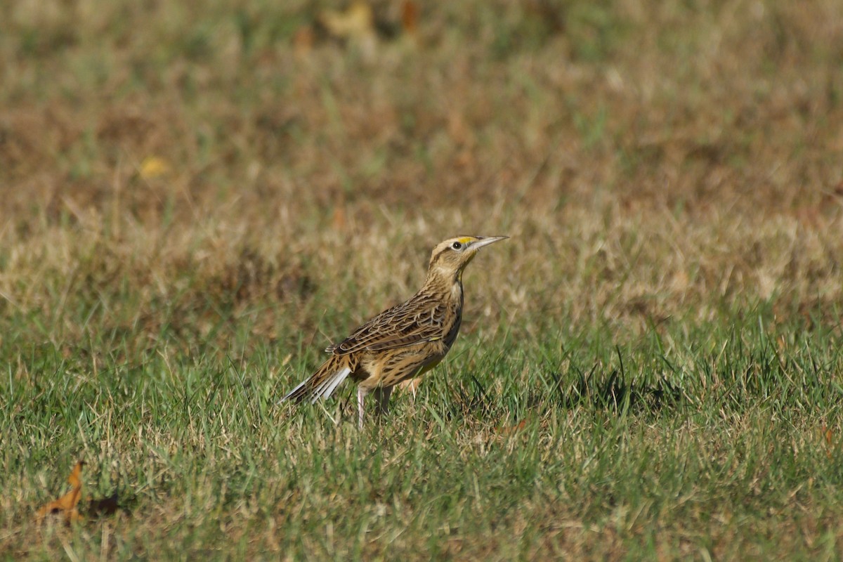 Eastern Meadowlark - ML645421094