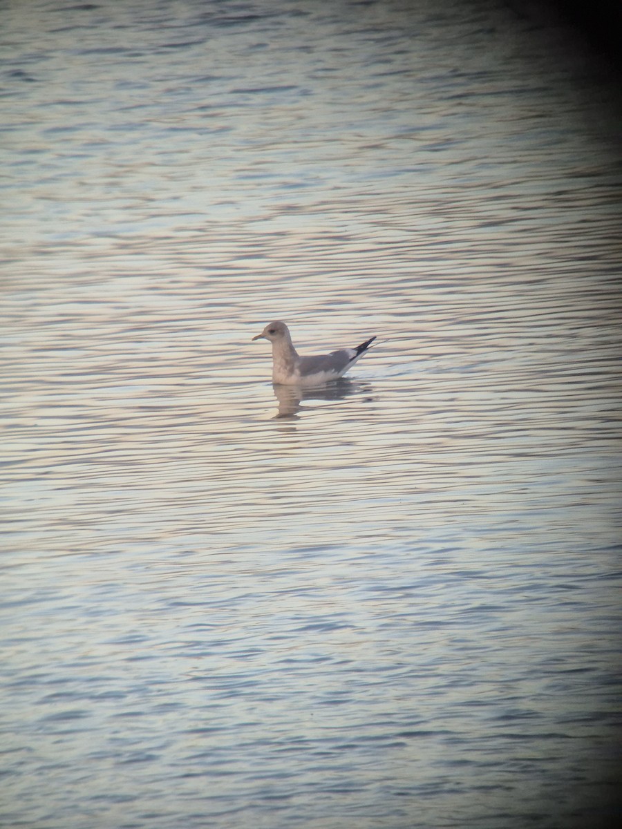 Short-billed Gull - ML645421096