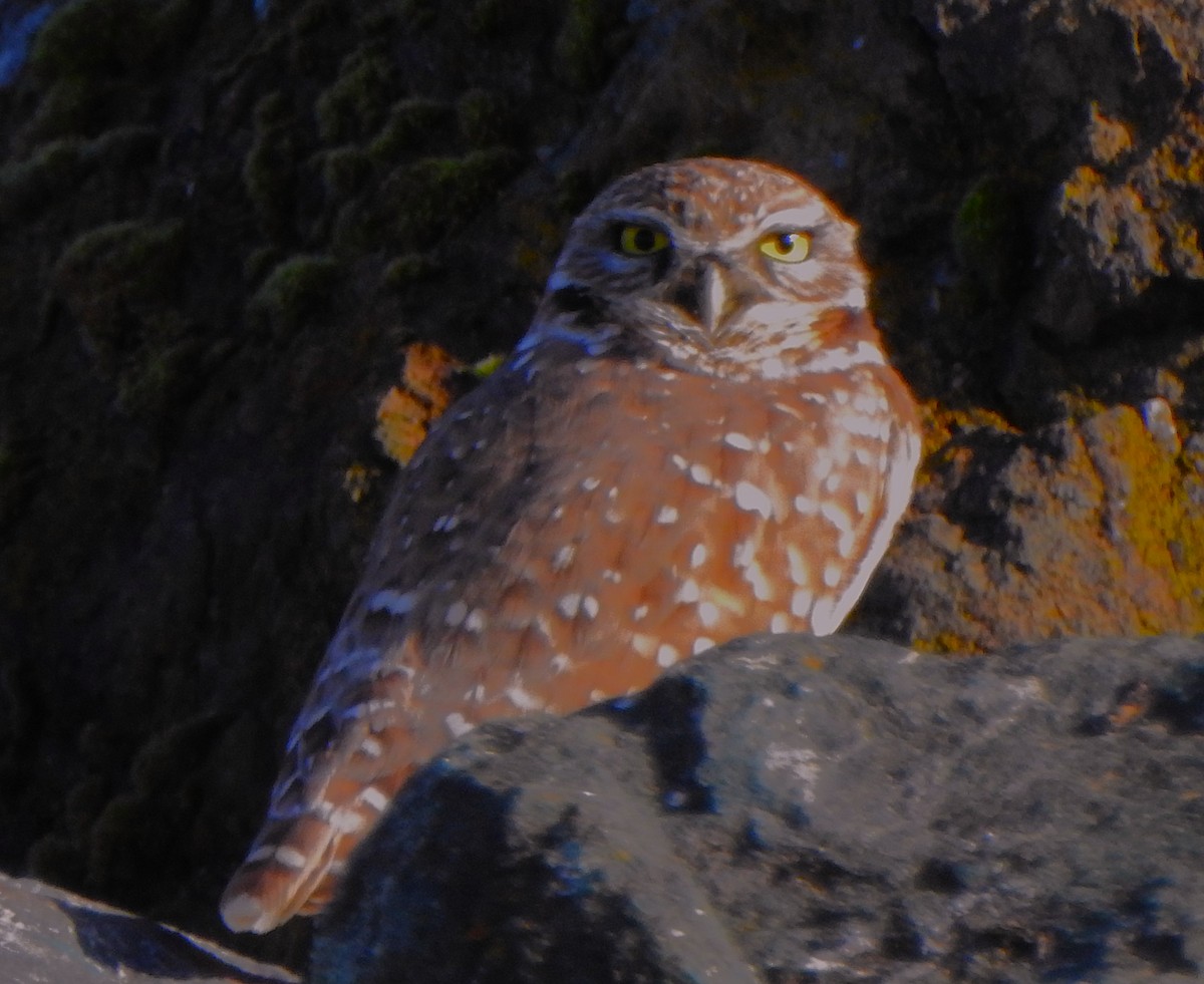 Burrowing Owl - ML645421097