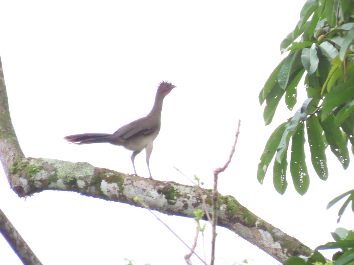Chestnut-winged Chachalaca - ML645421100