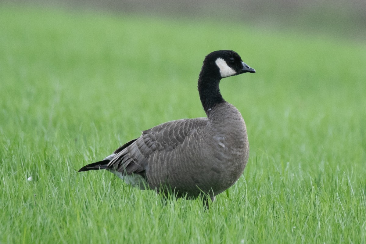 小加拿大雁 - ML645421117