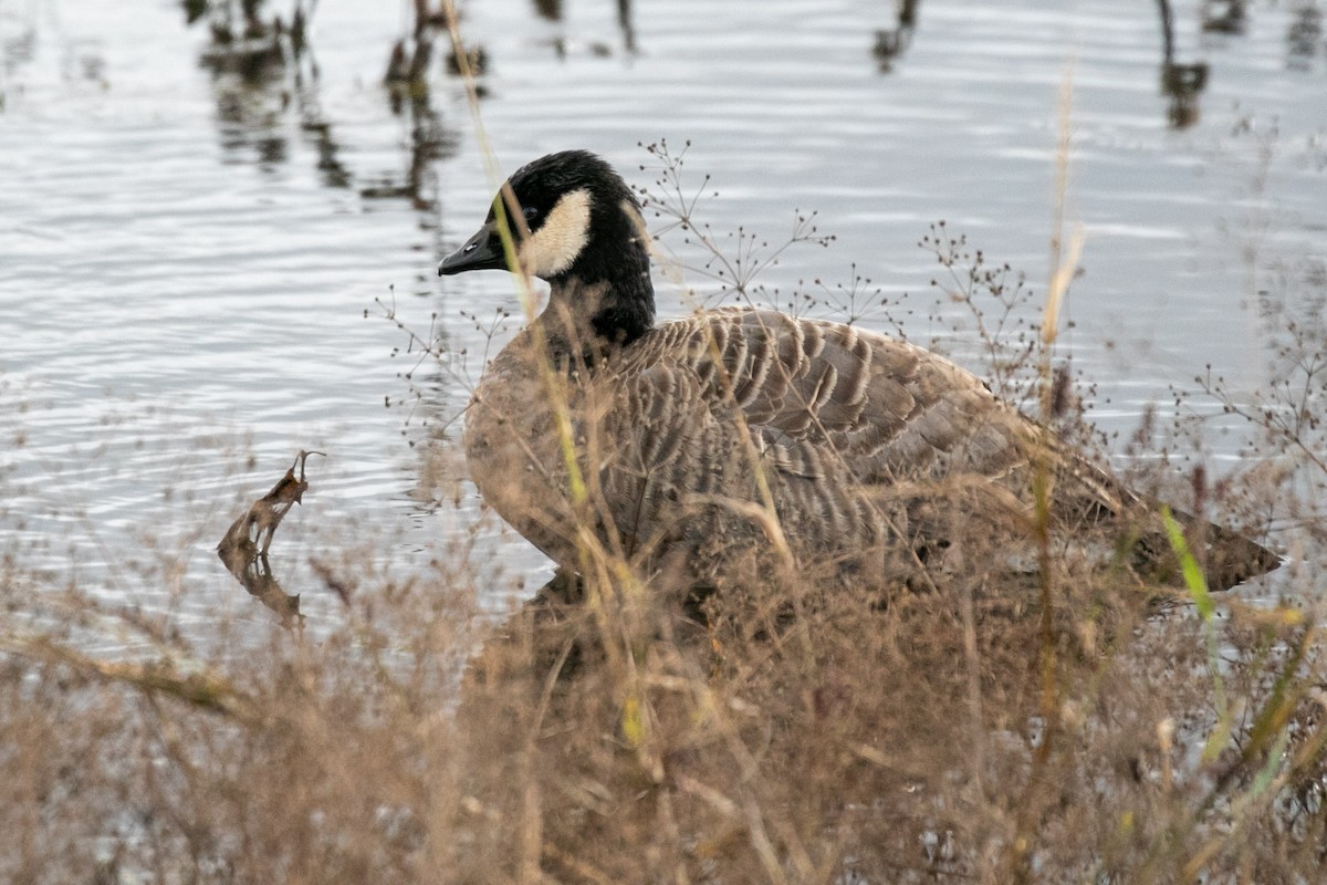 小加拿大雁 - ML645421119