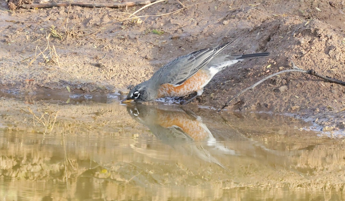 Дрізд мандрівний - ML645421130