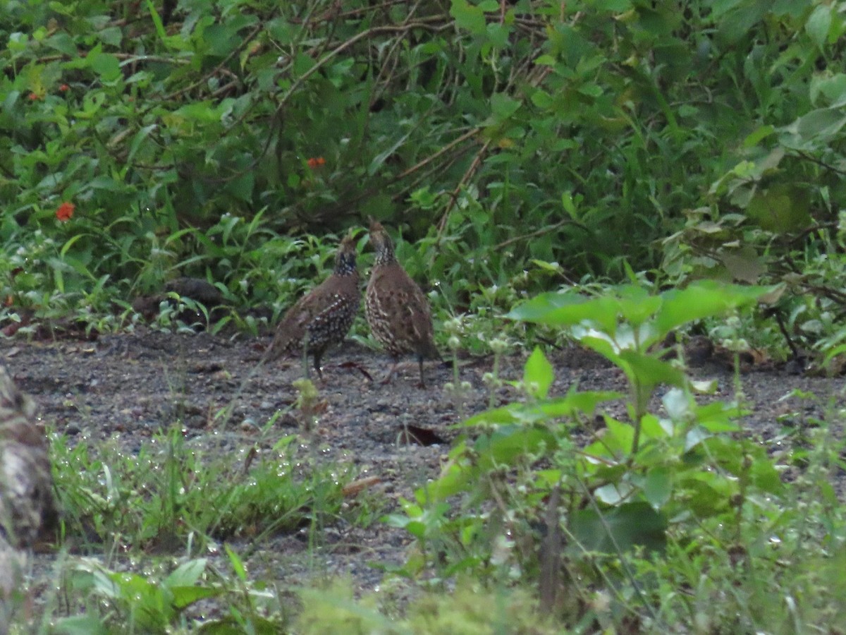 sørkrattvaktel - ML645421135