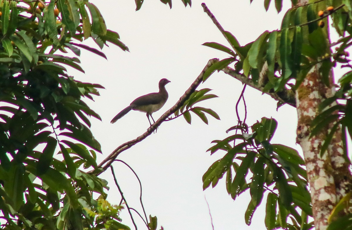 Chestnut-winged Chachalaca - ML645421136