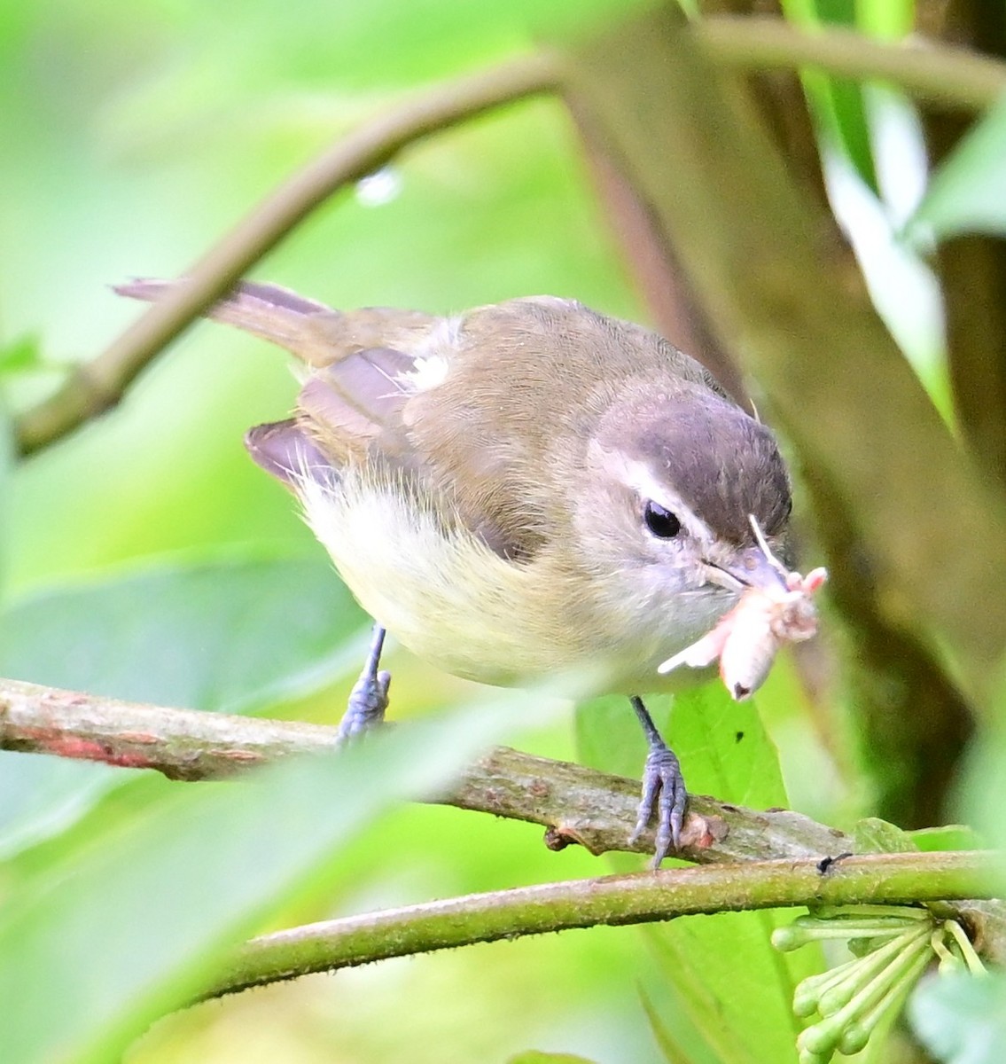 Brown-capped Vireo - ML645421138