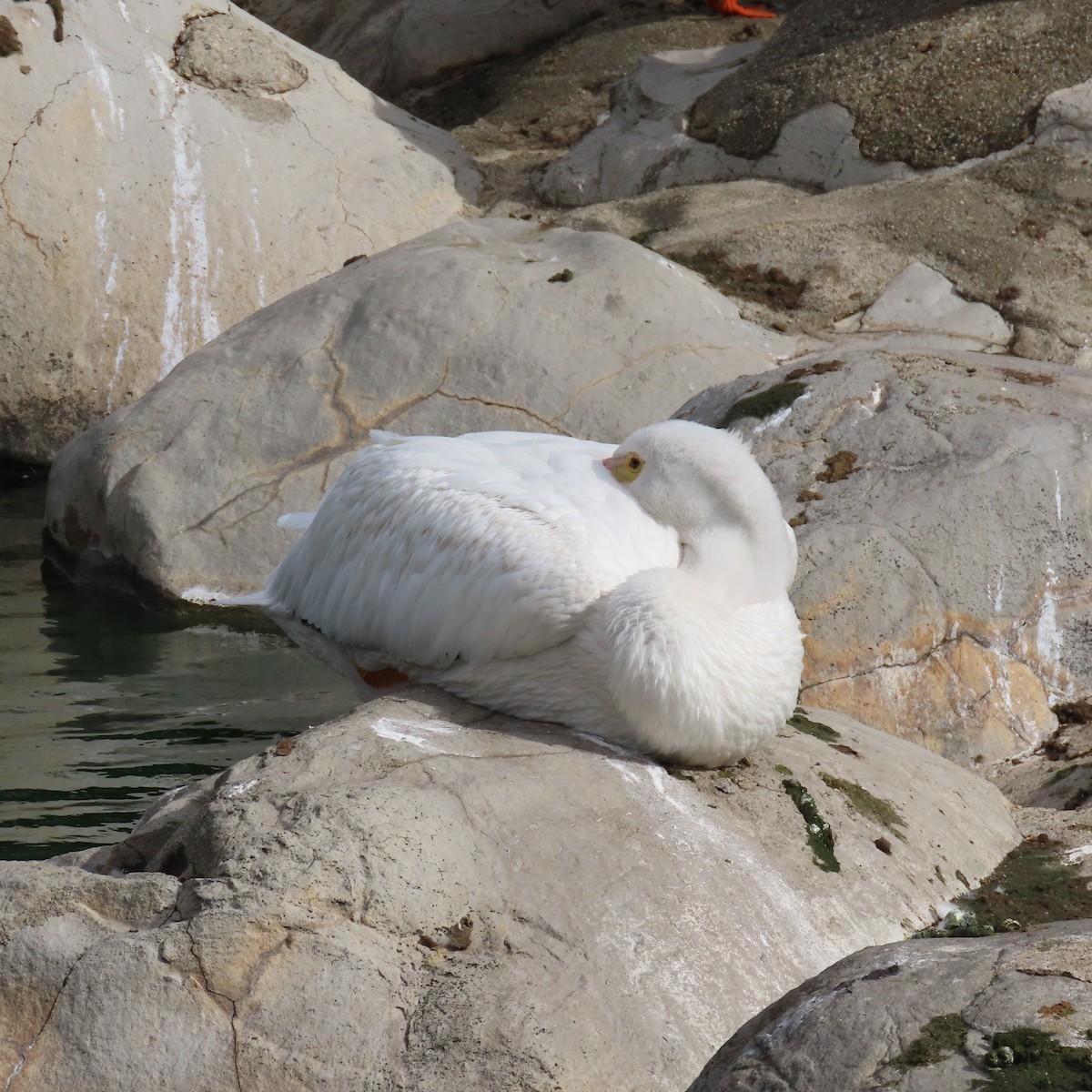 Amerika Pelikanı - ML645421148