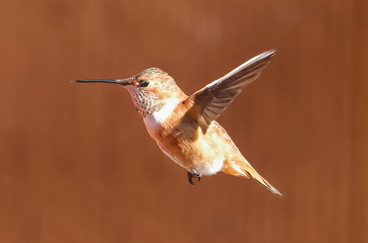Rufous Hummingbird - ML645421149